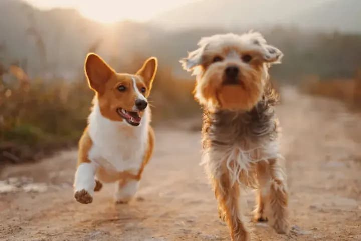 Chá Pet
